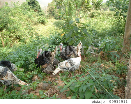 七面鳥 七面鳥 99955911