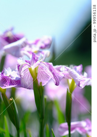 花菖蒲 花菖蒲 99956138