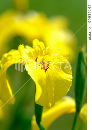 花菖蒲 99956142