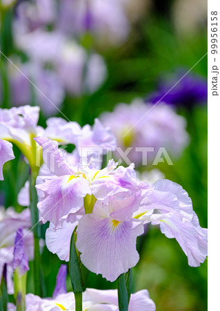 花菖蒲 花菖蒲 99956158