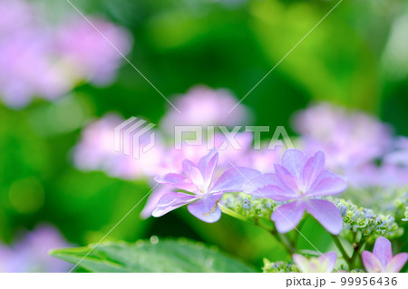 紫陽花 99956436