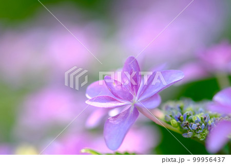 紫陽花 紫陽花 99956437