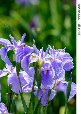 花菖蒲 99956566