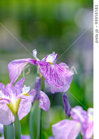 花菖蒲 99956583