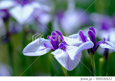 花菖蒲 花菖蒲 99956922
