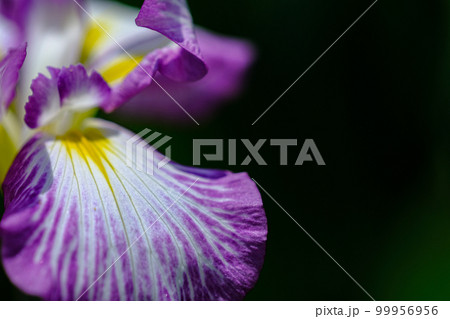 花菖蒲 花菖蒲 99956956