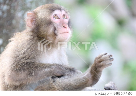 大分高崎山自然動物園のおサル 99957430