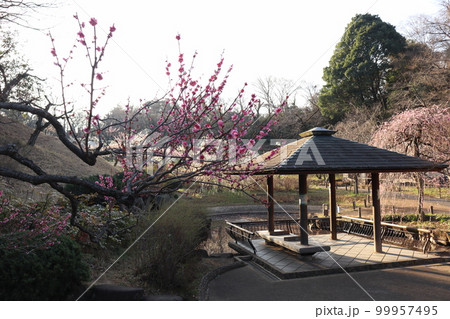 横浜市港北区 大倉山公園の梅林 横浜市港北区 大倉山公園の梅林 99957495