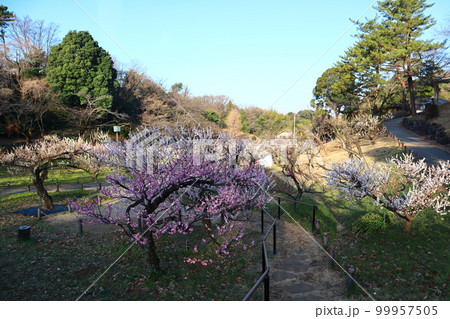 横浜市港北区 大倉山公園の梅林 横浜市港北区 大倉山公園の梅林 99957505