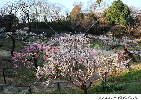 横浜市港北区　大倉山公園の梅林 99957538