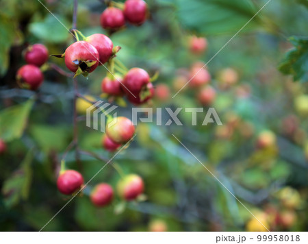 9月に色付き始めたオオサンザシ 9月に色付き始めたオオサンザシ 99958018