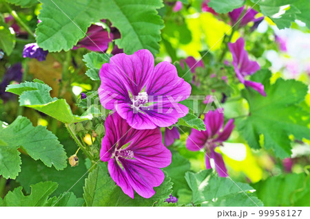 赤紫色のコモンマロウの花（夏、六月） 99958127
