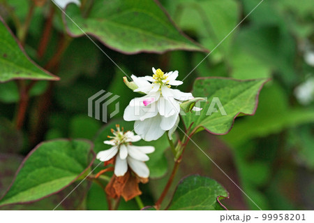 白いドクダミの花(夏、六月) 白いドクダミの花(夏、六月) 99958201