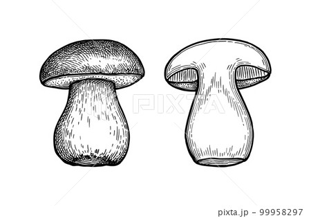 きのこの日常の絵 きいろい不思議なキノコ (絵本・日本のココロ) | 仁科幸子, 金森