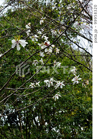 スナップフォト：北総花の丘公園　春風に吹かれて散歩 99958320