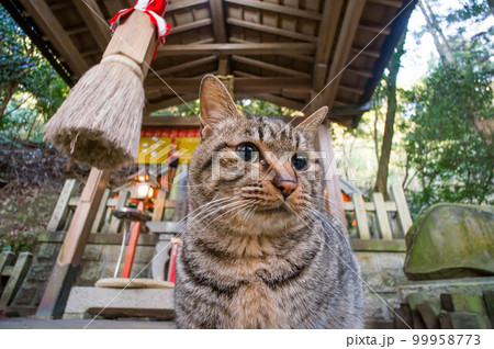 京都 伏見稲荷大社でリラックスした時間を過ごす野良猫 京都 伏見稲荷大社でリラックスした時間を過ごす野良猫 99958773