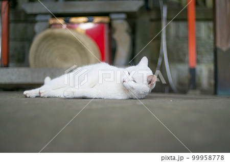 京都 伏見稲荷大社でうたた寝する白猫 99958778