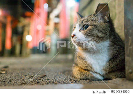 京都 夜の伏見稲荷大社でリラックスした時間を過ごす野良猫 京都 夜の伏見稲荷大社でリラックスした時間を過ごす野良猫 99958806