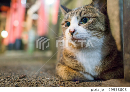 京都 夜の伏見稲荷大社でリラックスした時間を過ごす野良猫 京都 夜の伏見稲荷大社でリラックスした時間を過ごす野良猫 99958808