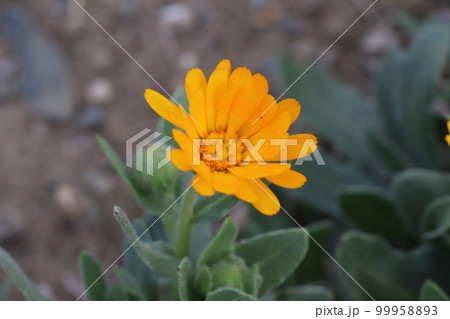 日本の早春の庭に咲くオレンジ色のヒメキンセンカの花 日本の早春の庭に咲くオレンジ色のヒメキンセンカの花 99958893