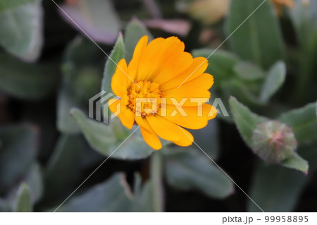 日本の早春の庭に咲くオレンジ色のヒメキンセンカの花 日本の早春の庭に咲くオレンジ色のヒメキンセンカの花 99958895