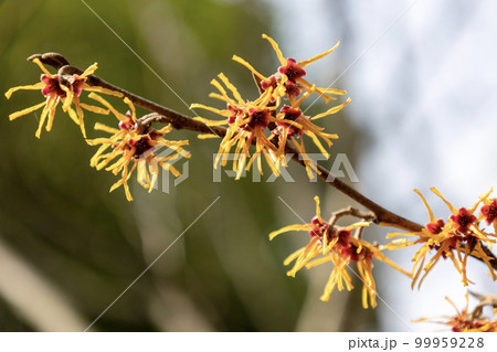 春の訪れを告げる万作の花 99959228