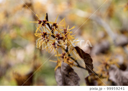 春の訪れを告げる万作の花 春の訪れを告げる万作の花 99959241