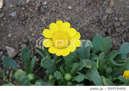 日本の早春の庭に咲く黄色いクリサンセマム・ムルチコーレの花 99959466