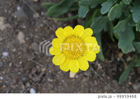 日本の早春の庭に咲く黄色いクリサンセマム・ムルチコーレの花 99959468