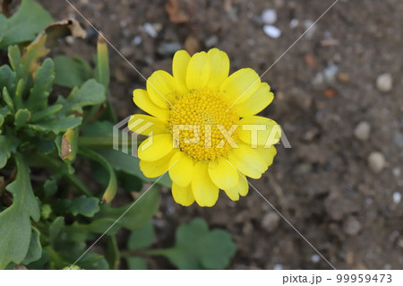 日本の早春の庭に咲く黄色いクリサンセマム・ムルチコーレの花 99959473