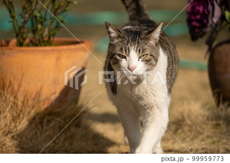 猫 凛太朗 2023年 猫 凛太朗 2023年 99959773