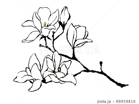 木蓮のシンプルな線画イラストのイラスト素材 [99959810] - PIXTA