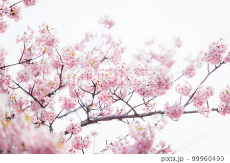 満開の河津桜 99960490