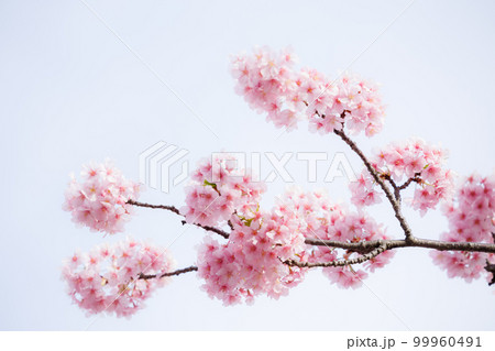 満開の河津桜 満開の河津桜 99960491