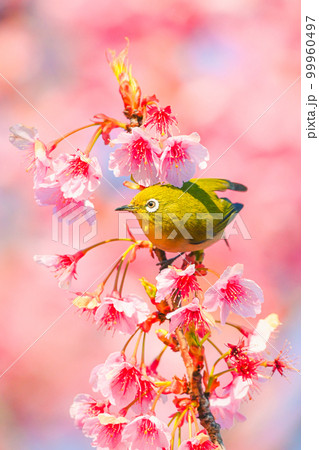 春の桜とメジロの風景 99960497