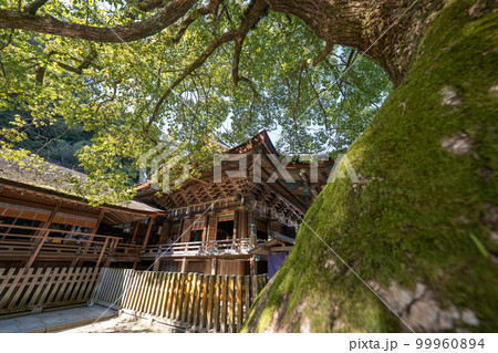 金比羅山の風景 金比羅山の風景 99960894