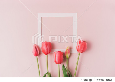 Red tulips on a white frame on a pink background 99961068