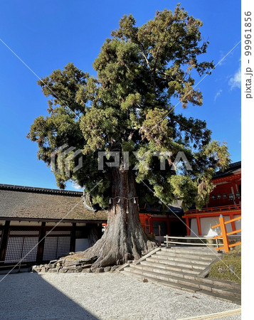 春日大社 中門・御廊 社頭の大杉 春日大社 中門・御廊 社頭の大杉 99961856