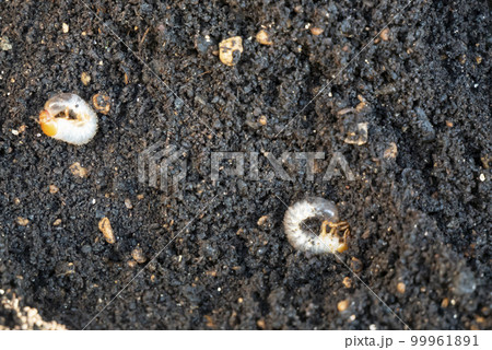 コガネムシの幼虫 コガネムシの幼虫 99961891