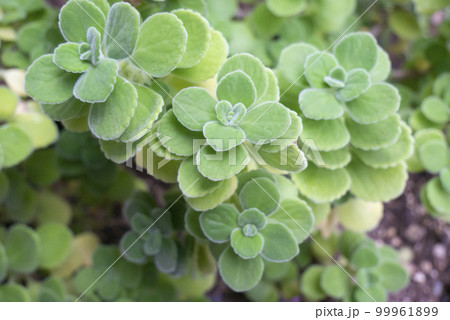 アロマティカスのアップの写真 99961899