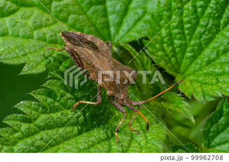 Squash bug Coreus marginatus. Dock bug Coreus marginatus on a green leaf of grass Squash bug Coreus marginatus. Dock bug Coreus marginatus on a green leaf of grass 99962708