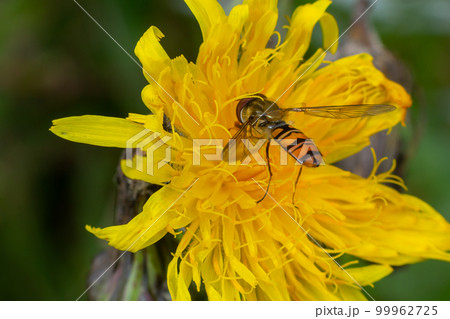 Marmalade hoverfly, Episyrphus balteatus, posed on a yellow flower 99962725