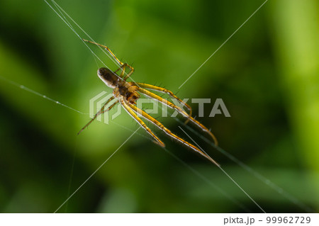 Tetragnatha extensa is a species of spider found across the Northern Hemisphere. It has an elongate body, up to 11 mm long, and adopts a straight line posture when alarmed 99962729