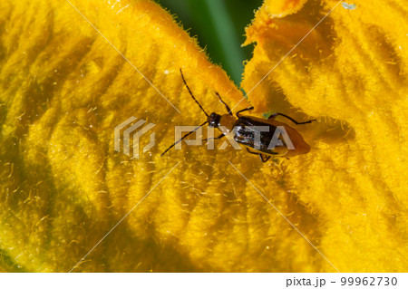 The plant is a harmful insect - Western corn beetle Diabrotica virgifera virgifera 99962730