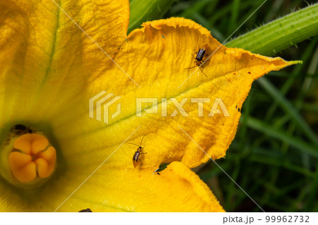 The plant is a harmful insect - Western corn beetle Diabrotica virgifera virgifera The plant is a harmful insect - Western corn beetle Diabrotica virgifera virgifera 99962732