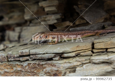 Lacerta agilis, sand lizard, on a sunny summer day Lacerta agilis, sand lizard, on a sunny summer day 99962735