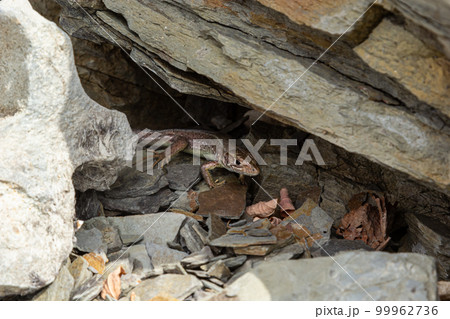 Lacerta agilis, sand lizard, on a sunny summer day Lacerta agilis, sand lizard, on a sunny summer day 99962736