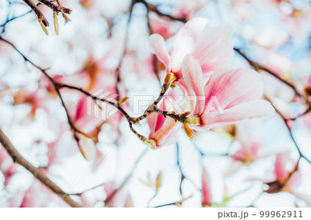 Close up flowering magnolia tree densely covered with beautiful fresh white and pink flowers in spring. Bright day sunshine. Blooming magnolia. Copy space. Selective focus. Close up flowering magnolia tree densely covered with beautiful fresh white and pink flowers in spring. Bright day sunshine. Blooming magnolia. Copy space. Selective focus. 99962911