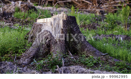 The stump of a felled tree. Logging The stump of a felled tree. Logging 99962995