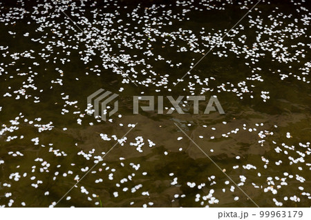 水面に浮かぶ桜の花びら 花筏 99963179